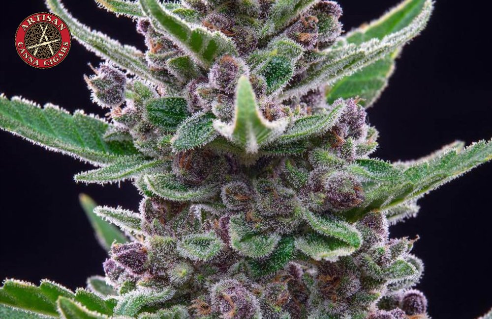 Tropicana Cookies  weed strain 1